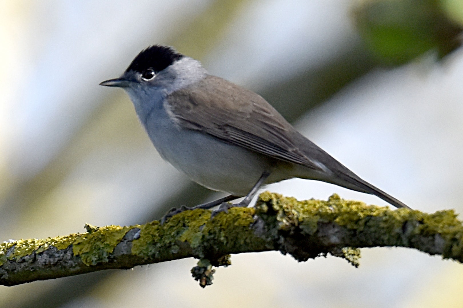 Blackcap by Fausto Riccioni BirdGuides