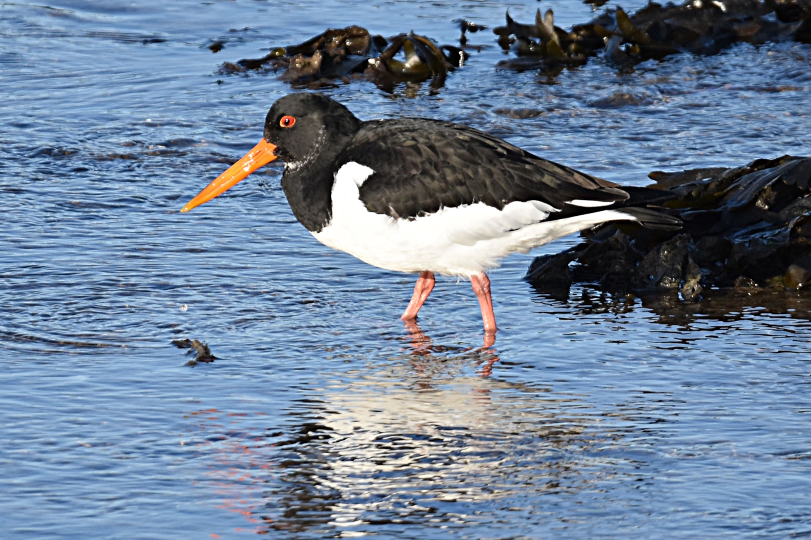 Eurasian Oystercatcher by Fausto Riccioni BirdGuides