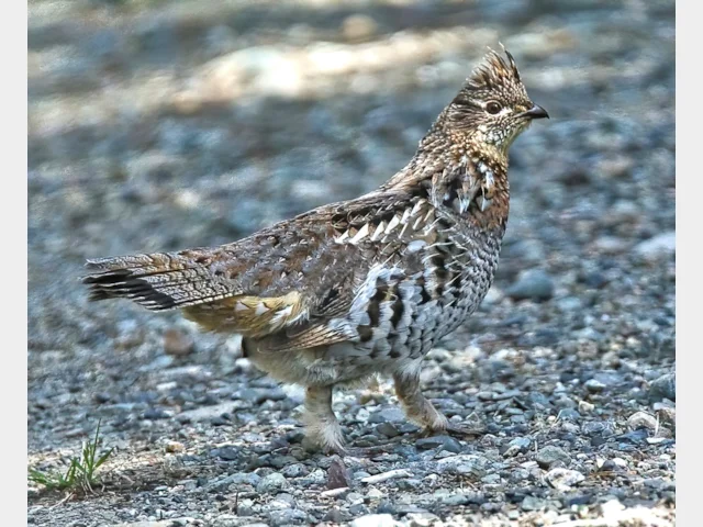 Details : Ruffed Grouse - BirdGuides