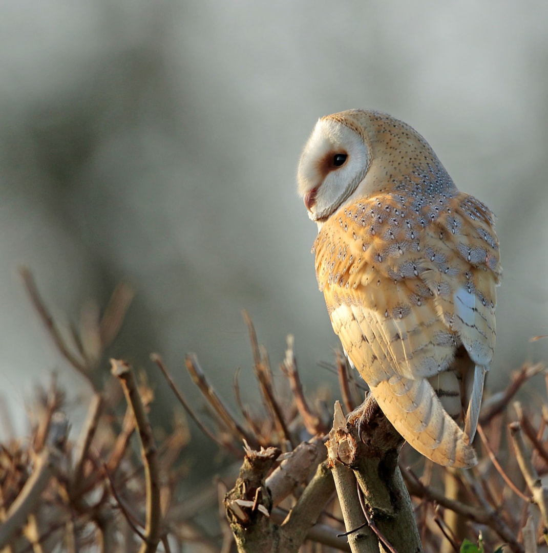 Barn Owl by Les Bunyan - BirdGuides