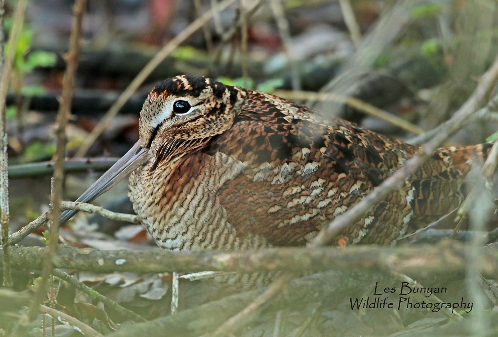 Eurasian Woodcock by Les Bunyan BirdGuides