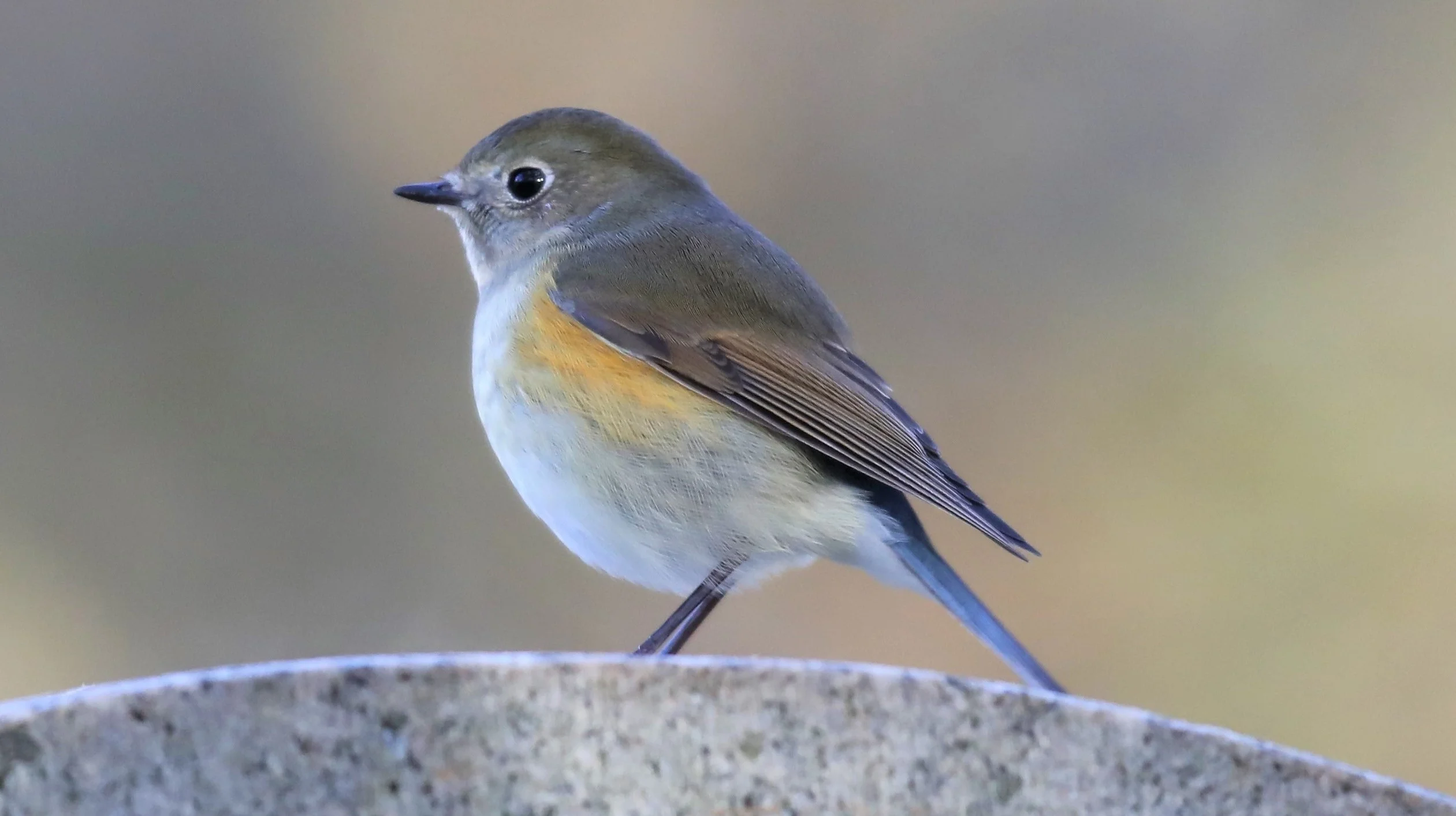 Red-flanked Bluetail population explodes in Finland - BirdGuides