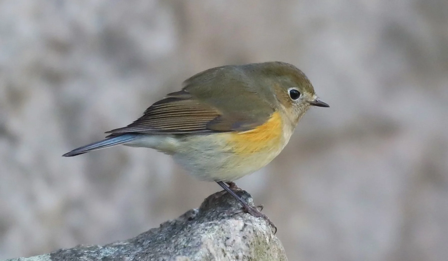 Red-flanked Bluetail population explodes in Finland - BirdGuides