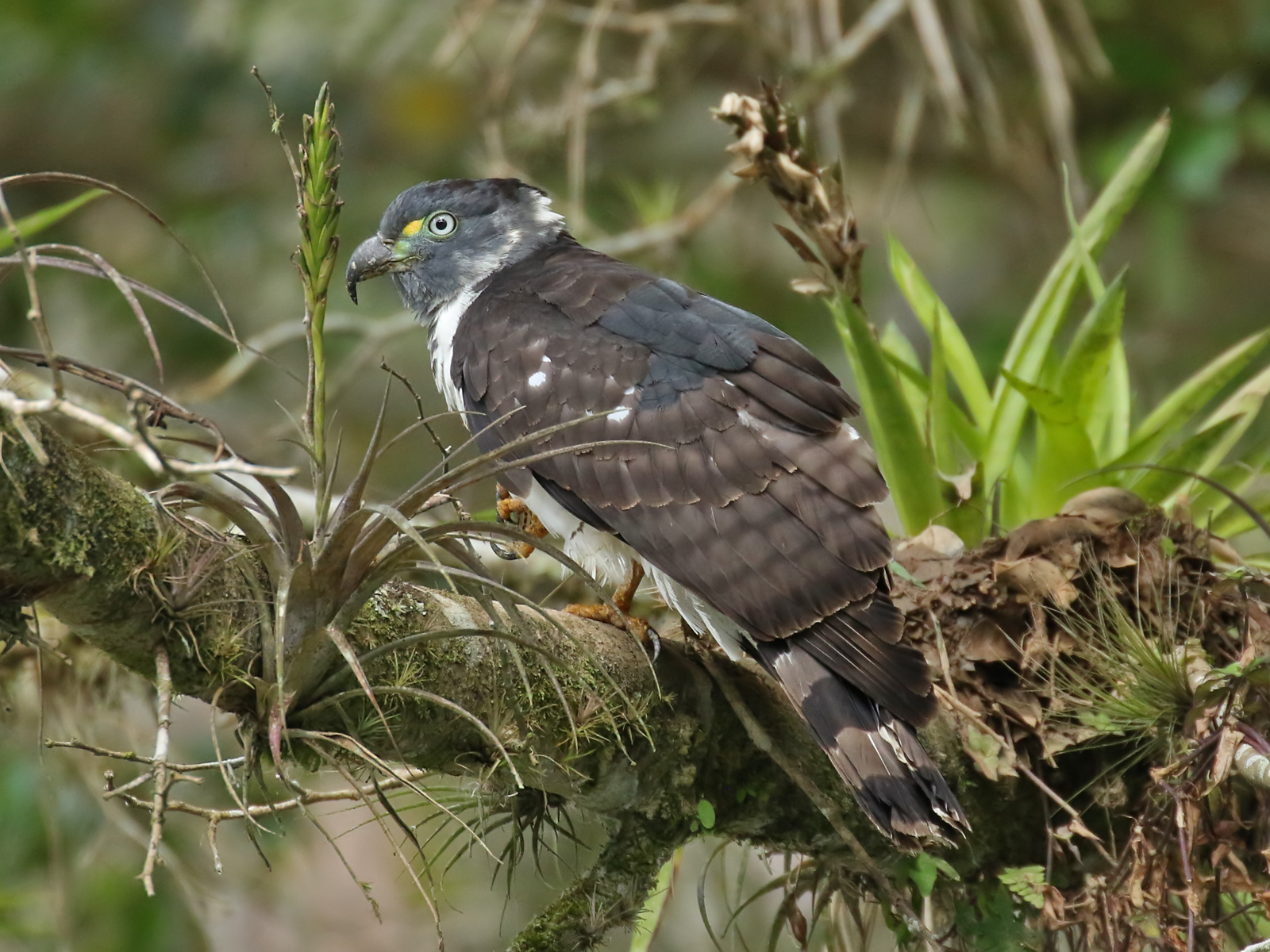 Details Hookbilled Kite BirdGuides