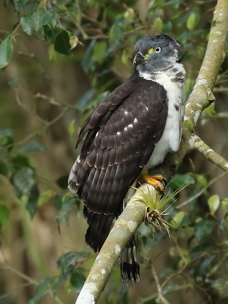 Details Hookbilled Kite BirdGuides