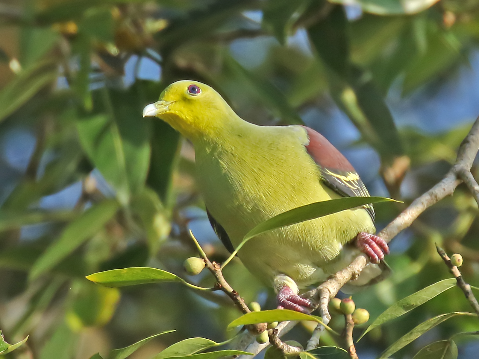 Details Sri Lanka Green Pigeon BirdGuides