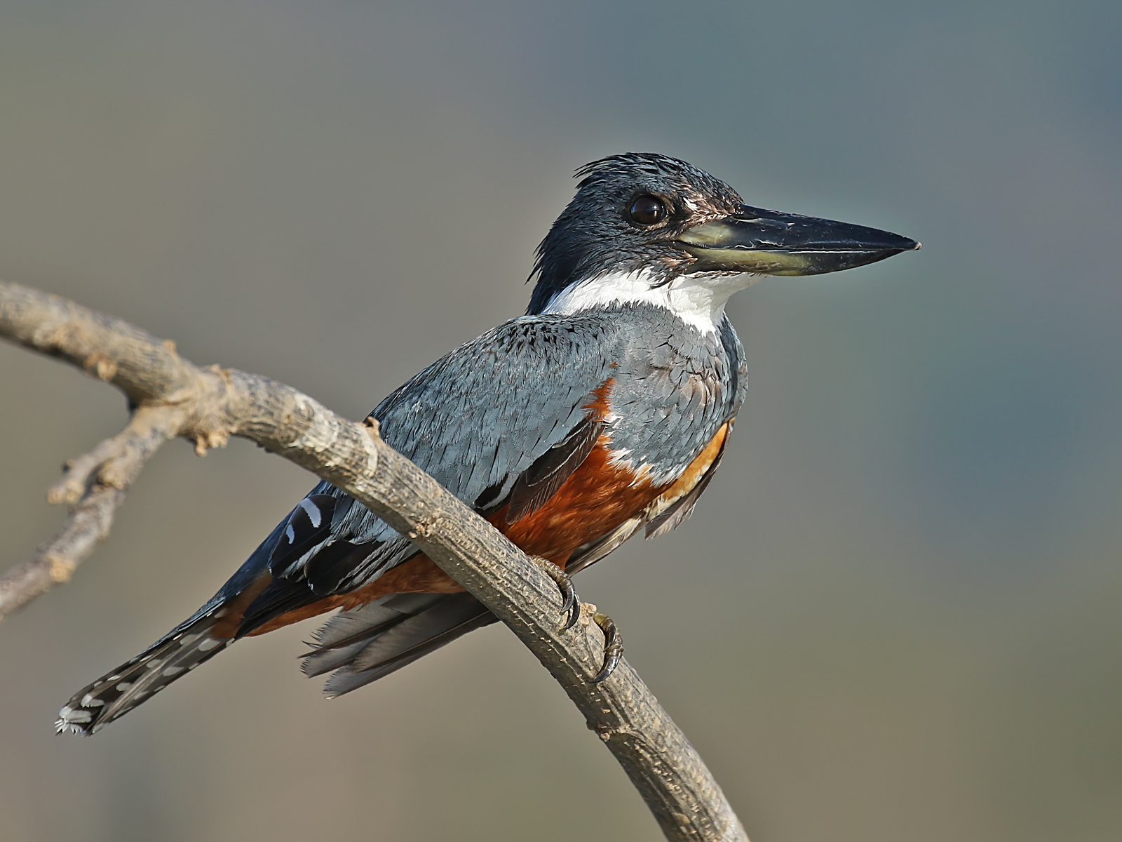 Details Ringed Kingfisher BirdGuides