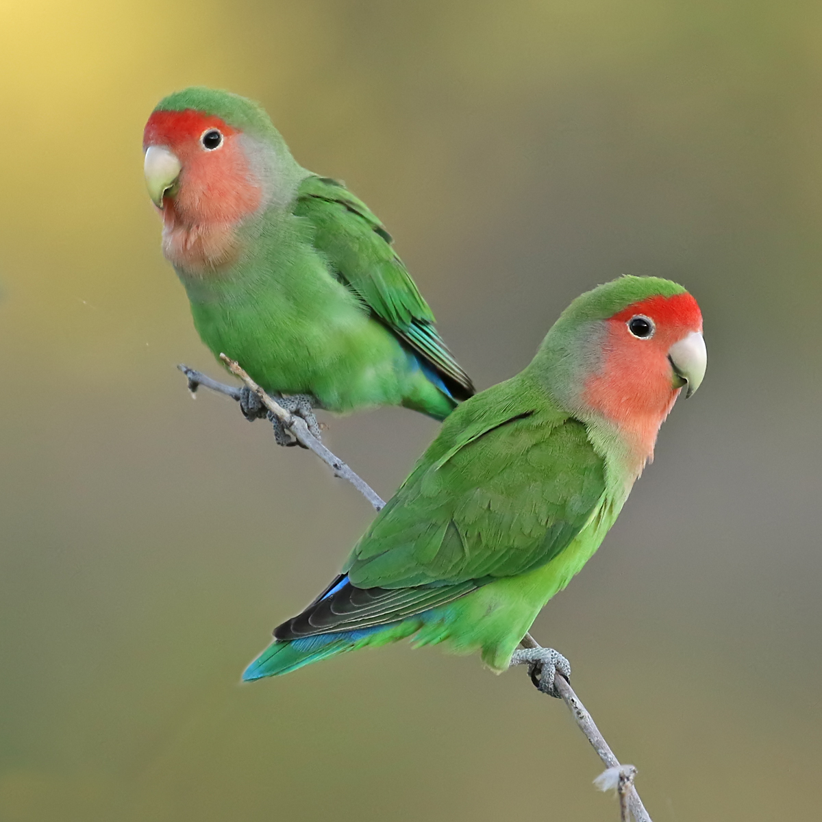 Details : Rosy-faced Lovebird - BirdGuides