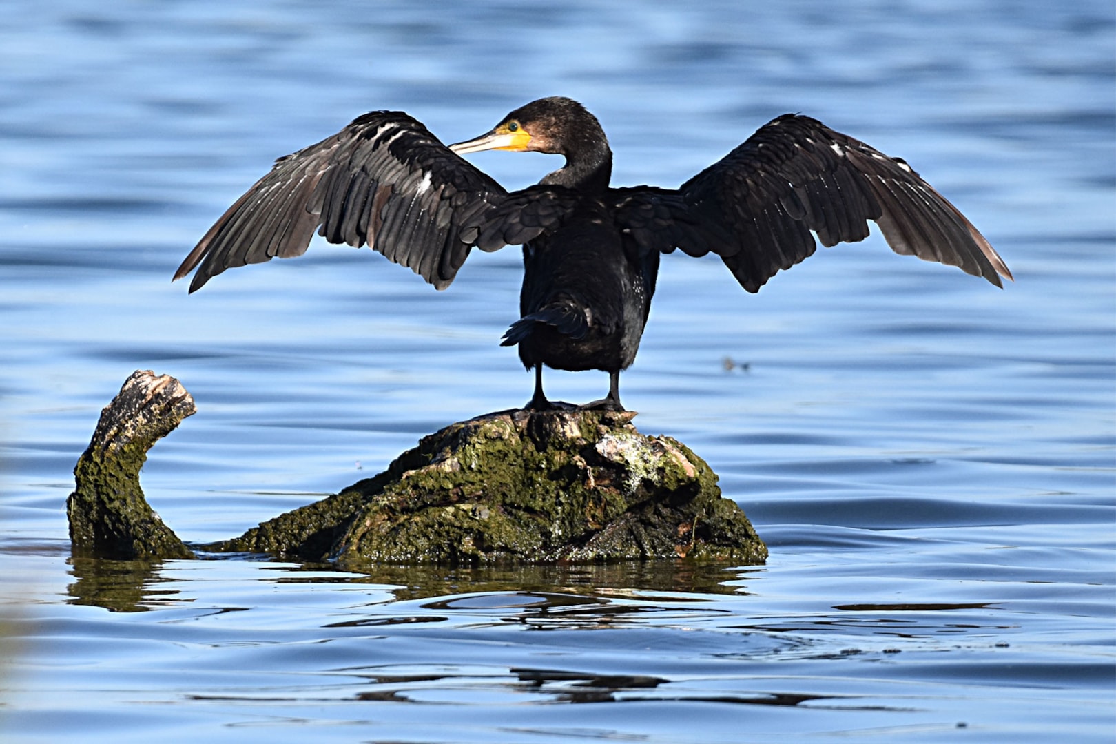 Great Cormorant by Fausto Riccioni BirdGuides