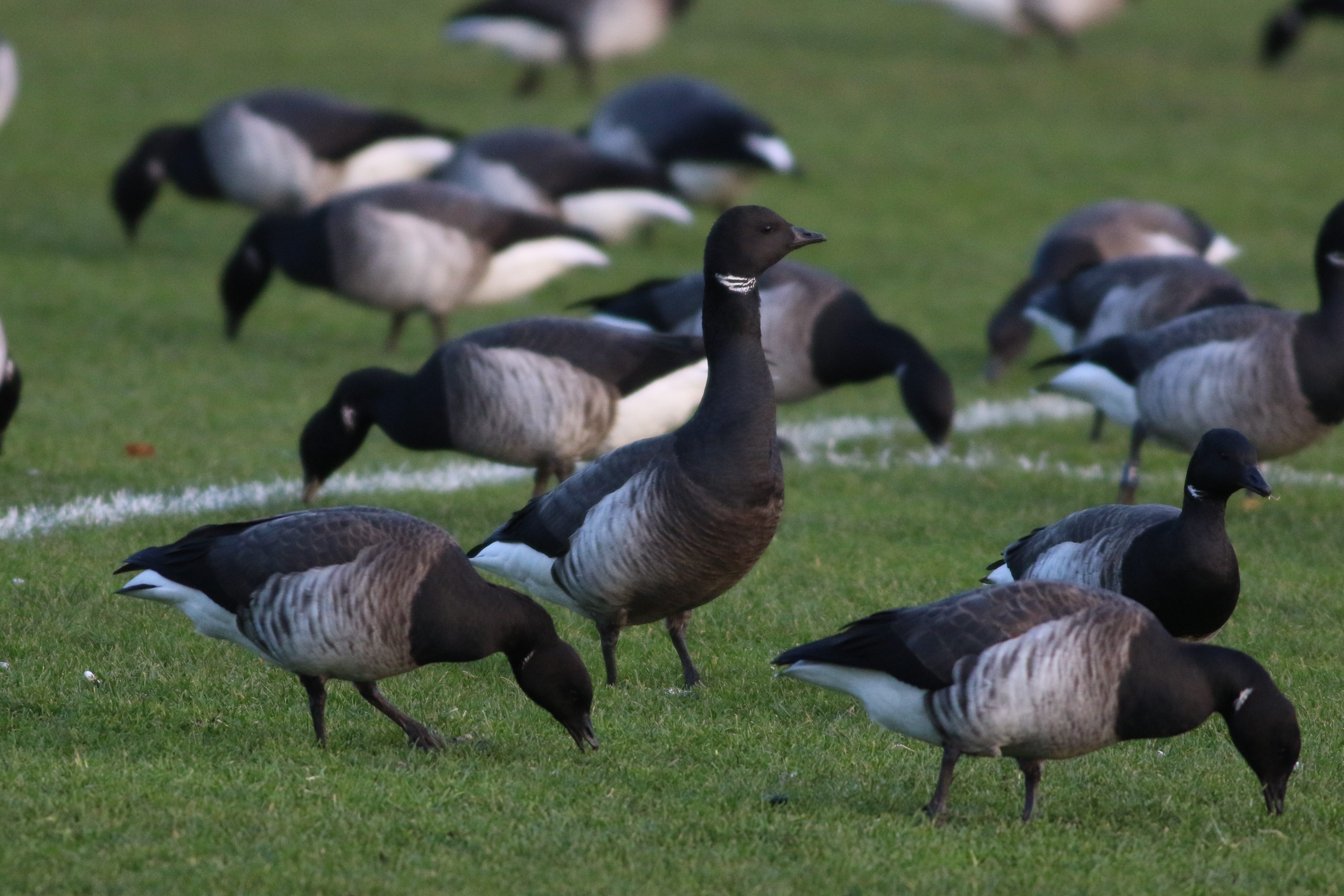 Grey-bellied Brant by Brian McCloskey - BirdGuides