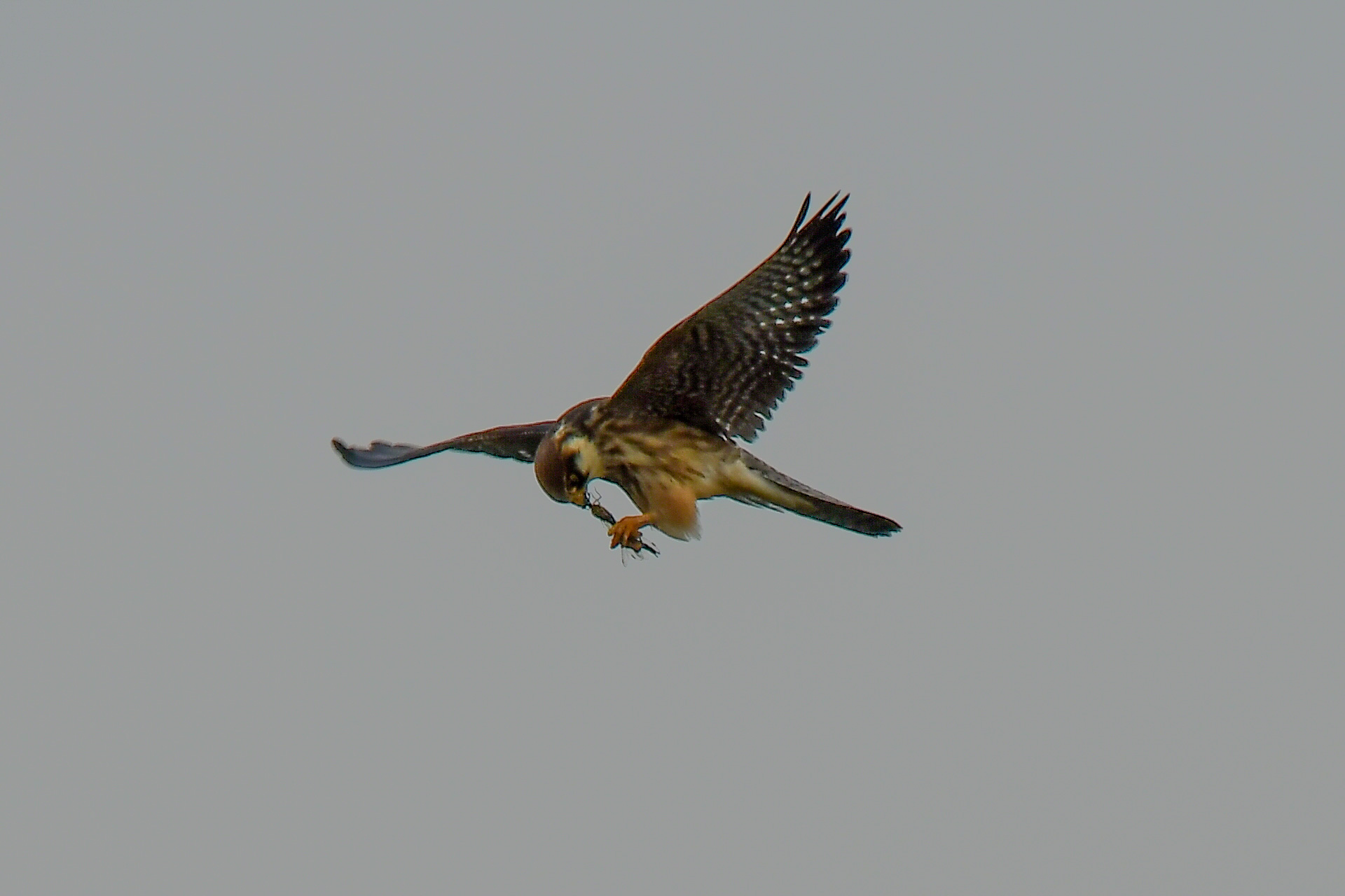 Redfooted Falcon by Craig Smith BirdGuides