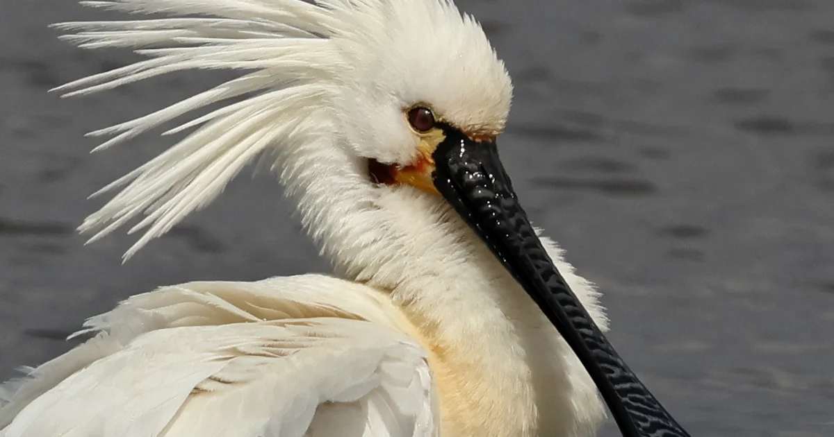 Spoonbill enjoys successful breeding season in Britain - BirdGuides