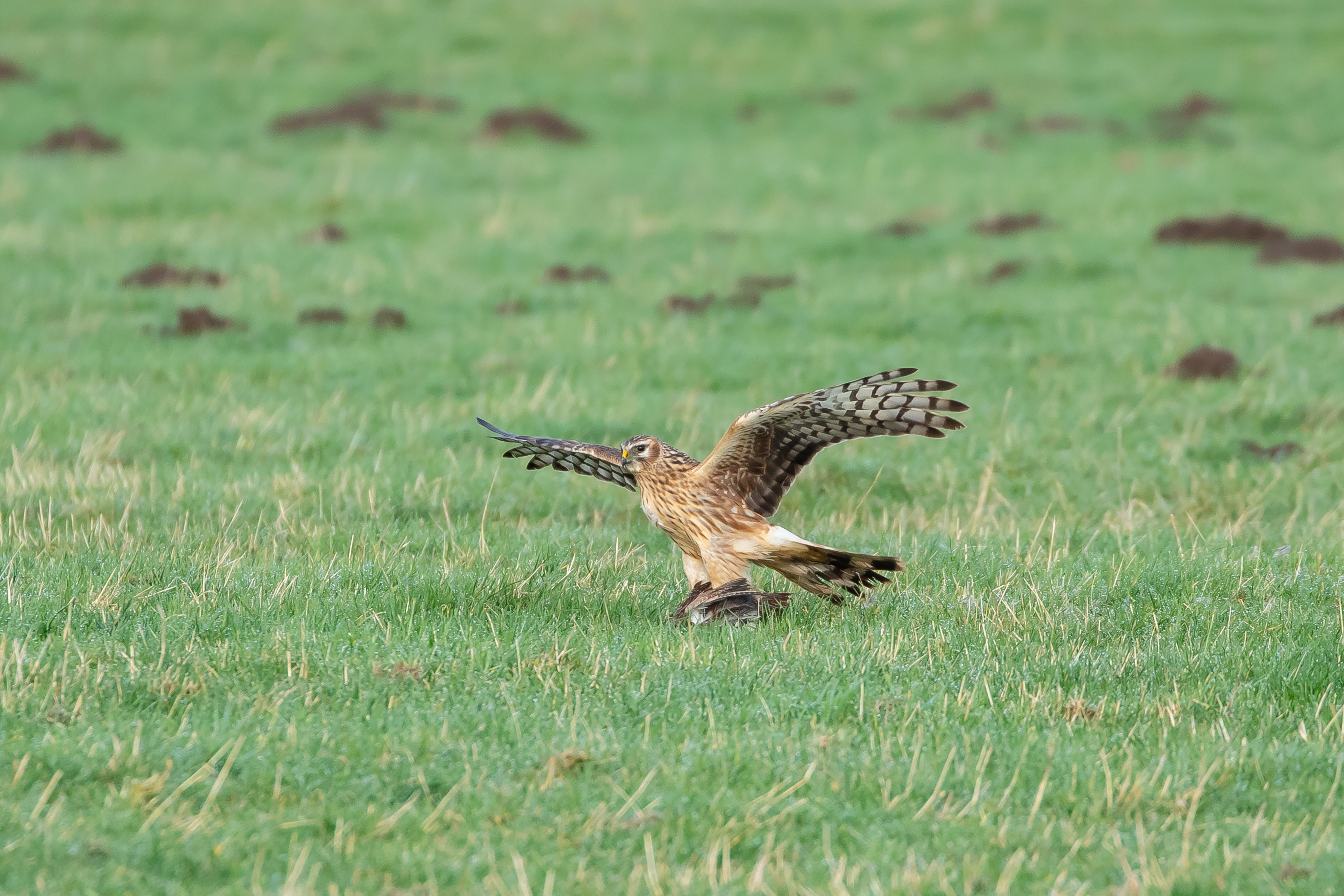 North Somercotes Birdwatching Site BirdGuides