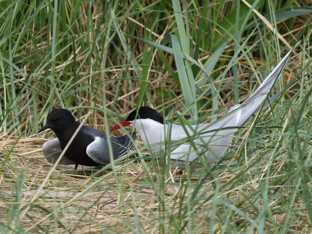 Vagrant American Black Tern pairs with Arctic Tern - BirdGuides