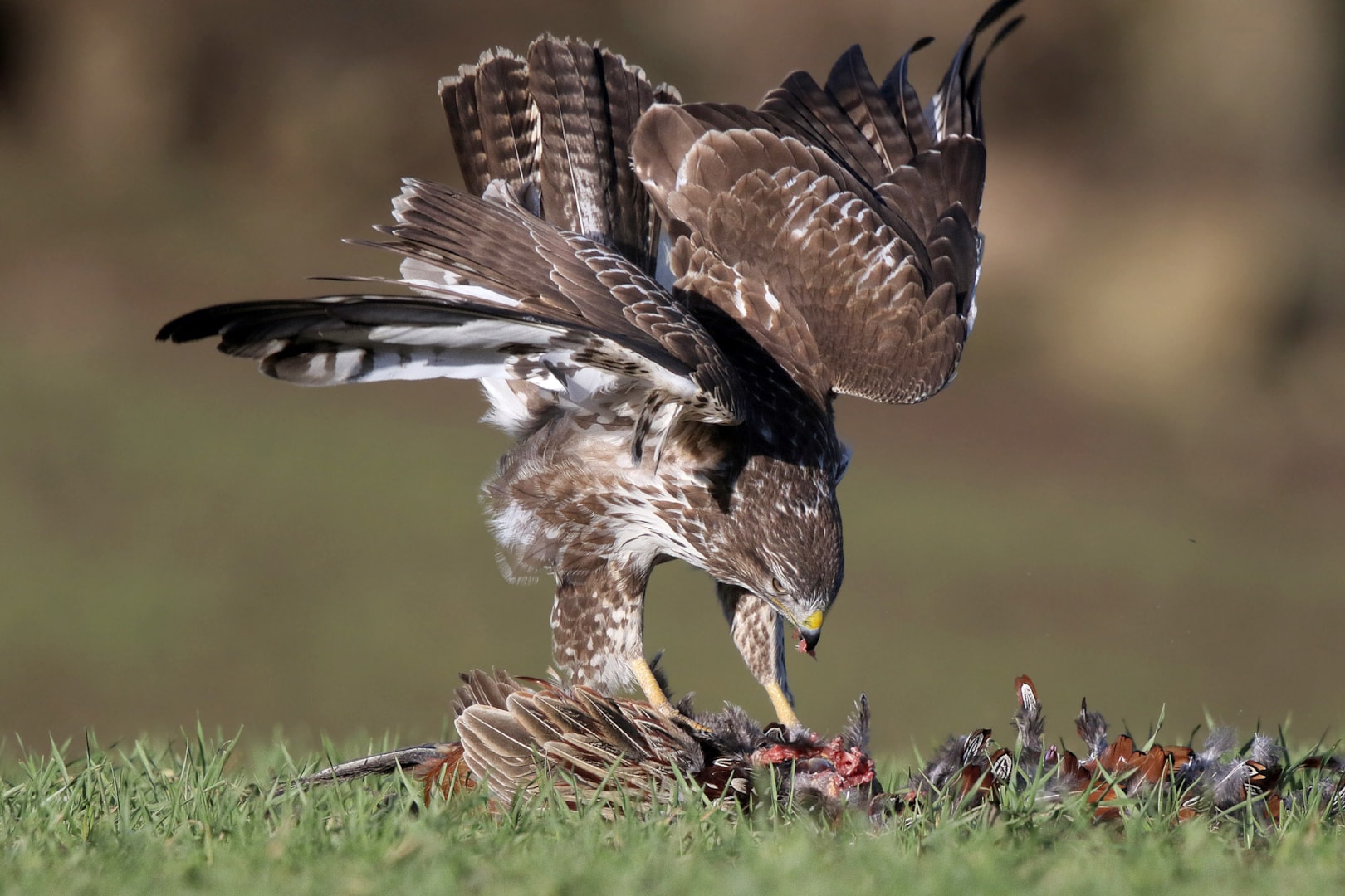 Common Buzzard by A Dancy - BirdGuides Buteo Buteo