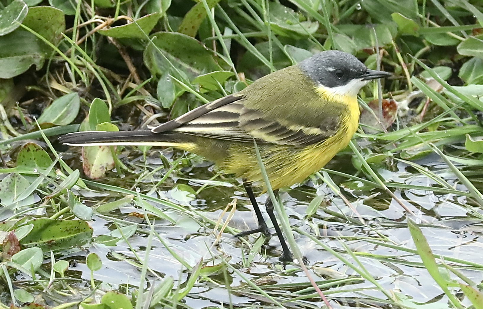 Ashy-headed Wagtail by Stevan Windle - BirdGuides