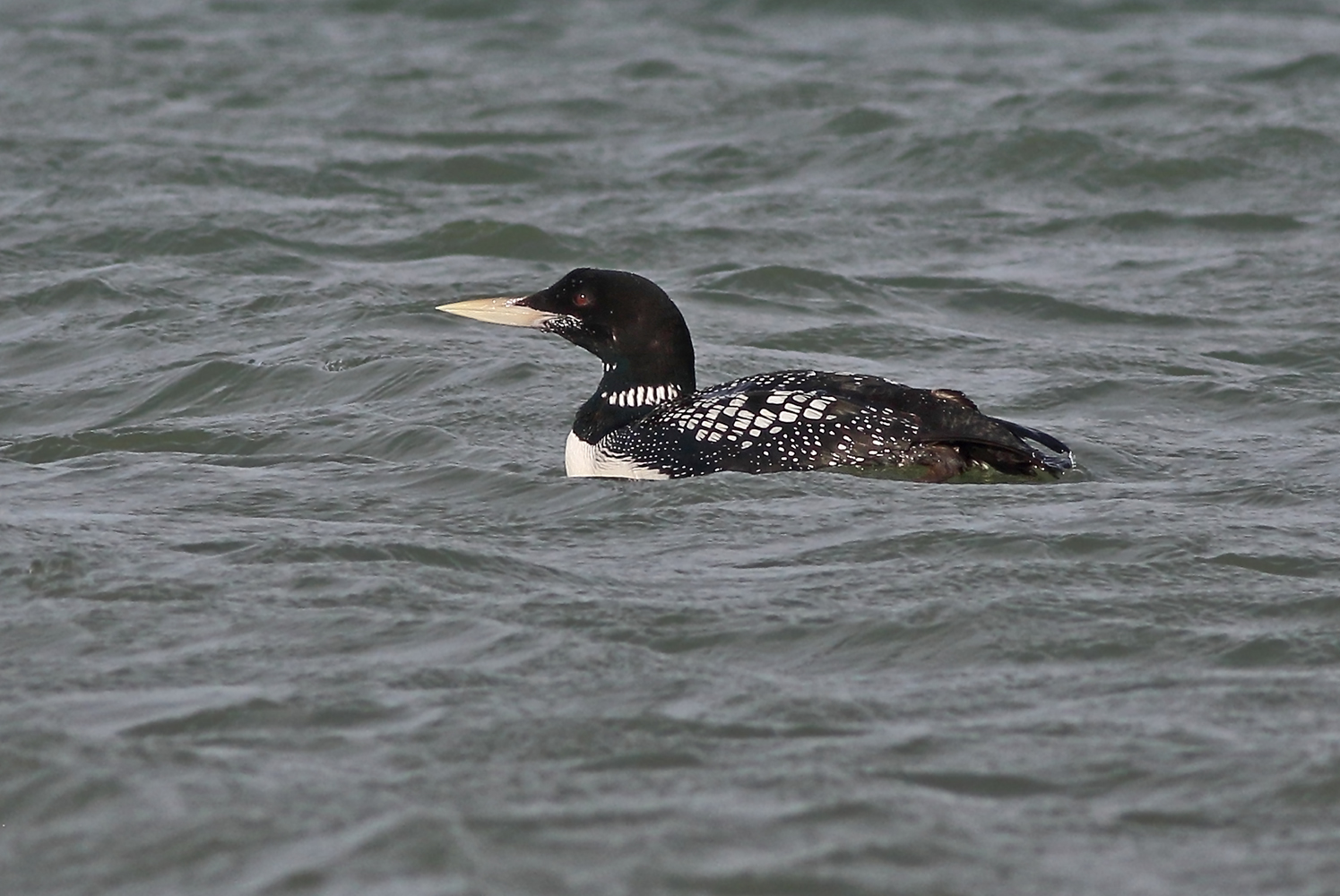 крик гагары. хохлатая гагара. гагара вятская. крик гагары. путоранский заповедник белоклювая гагара.