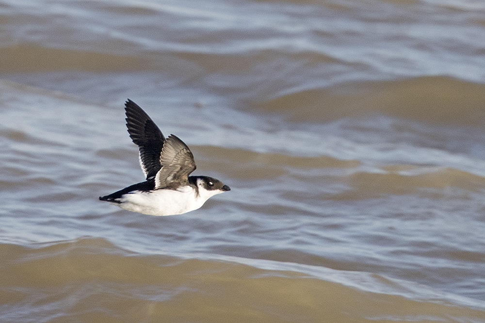 Little Auk by Andrew Moon - BirdGuides
