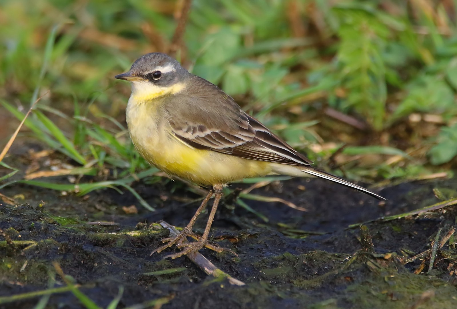 Alaskan Yellow Wagtail by Jaz Hughes BirdGuides