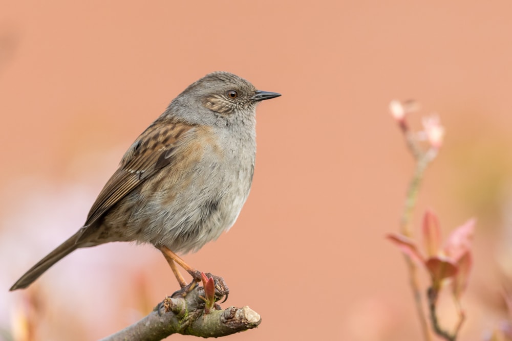 Study proposes Dunnock as three species - BirdGuides