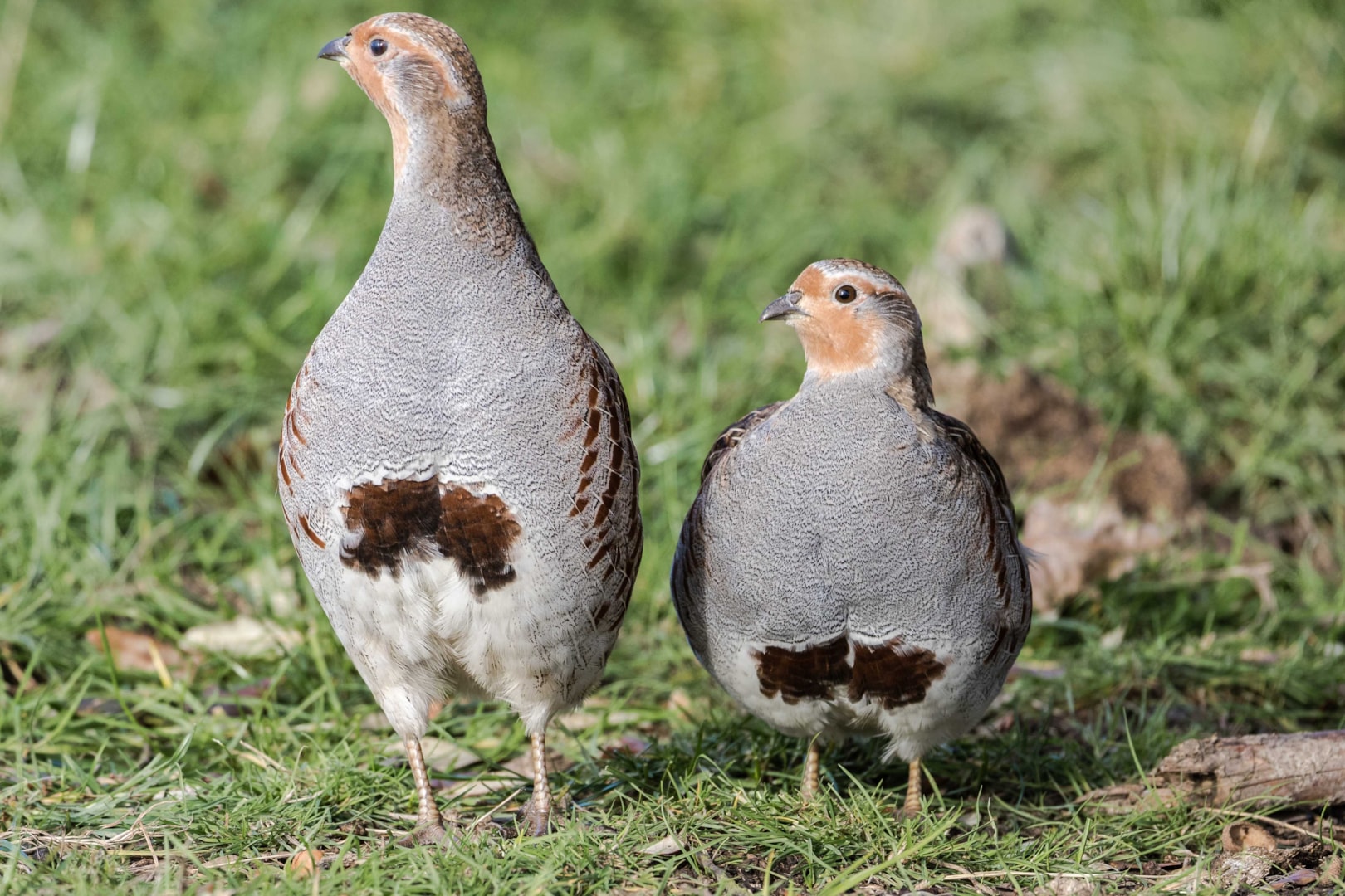 Grey Partridge by Ian Bollen BirdGuides