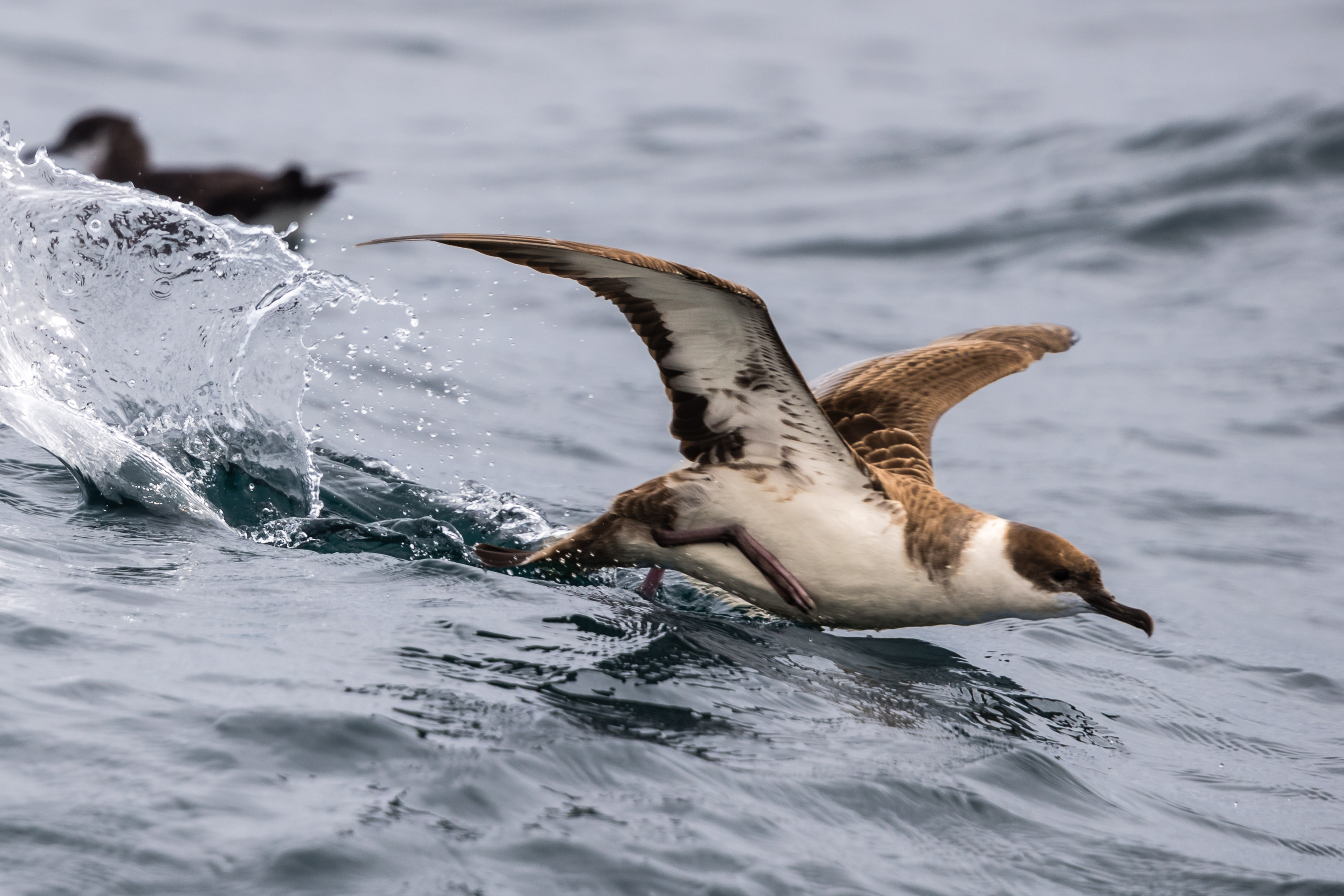 Sighting Report BirdGuides