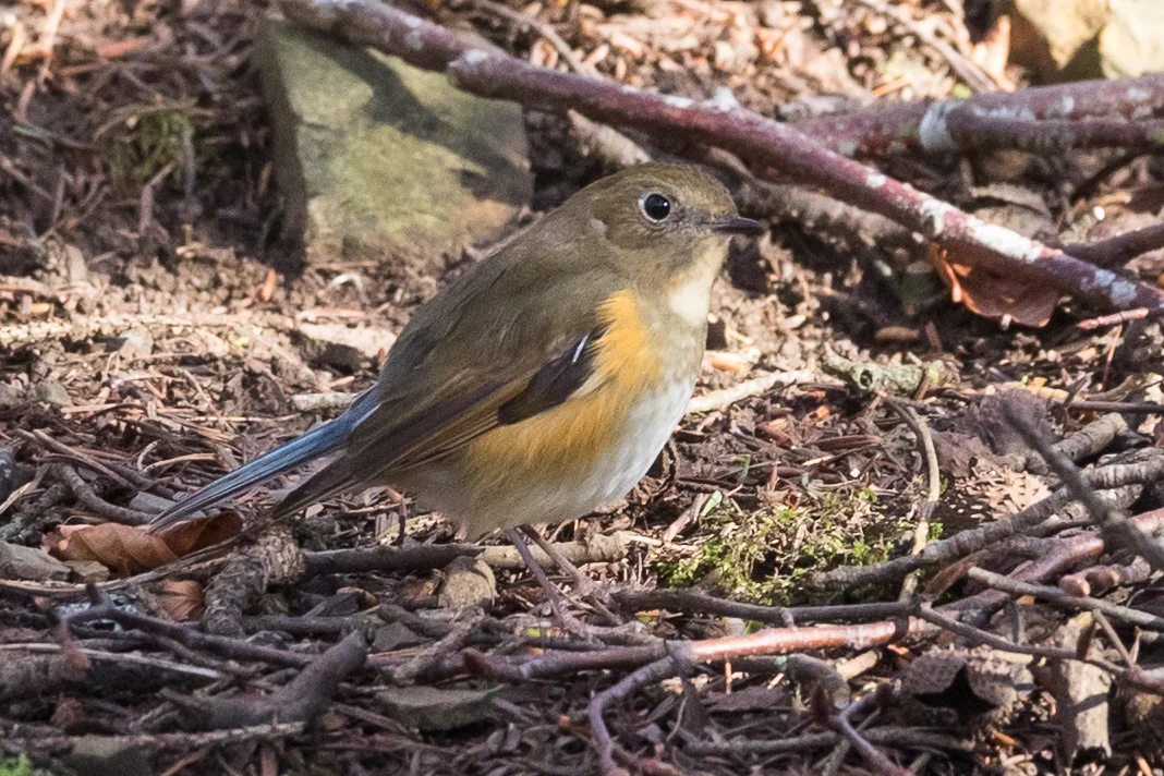 Details : Red-flanked Bluetail - BirdGuides