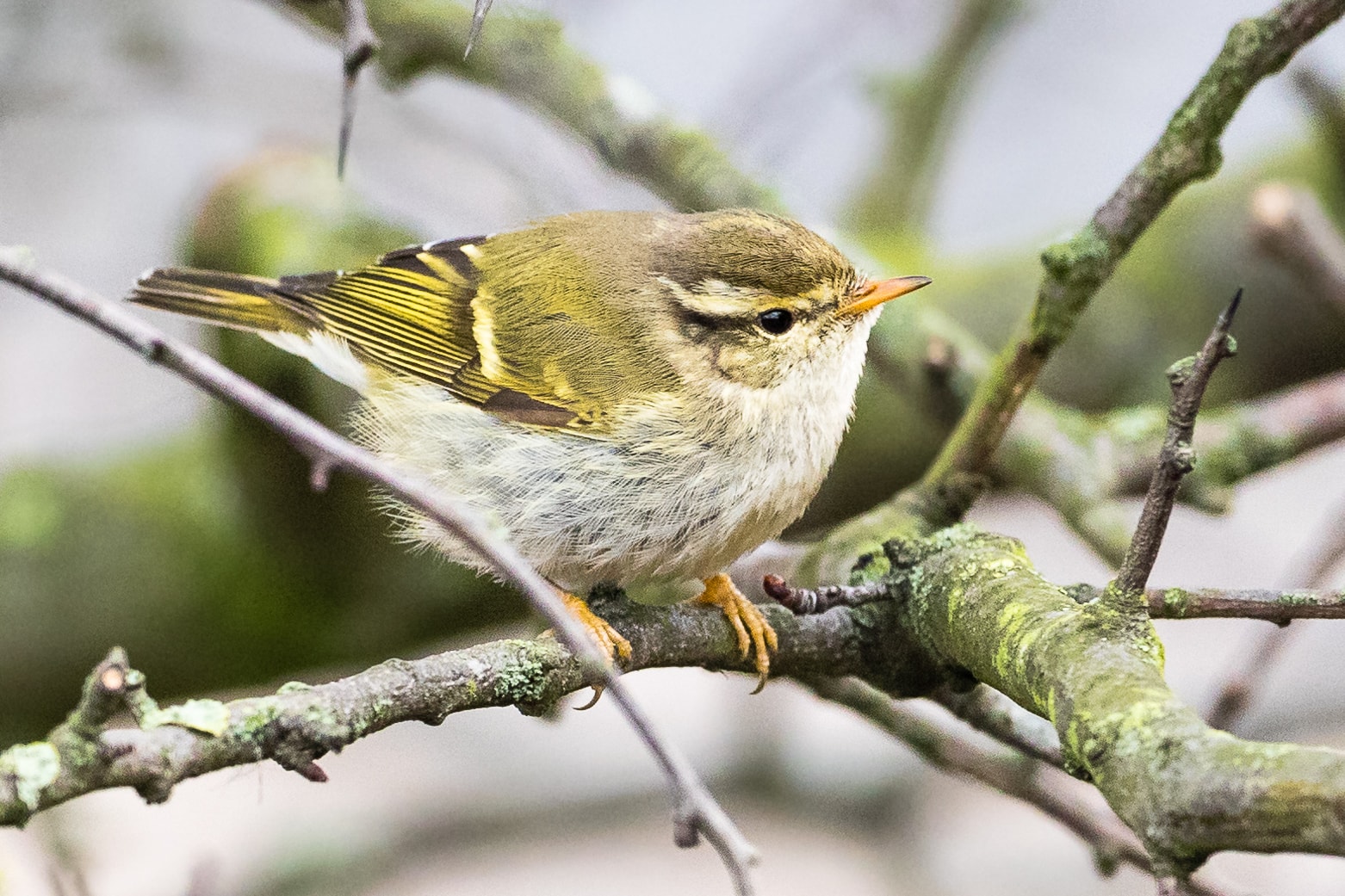 Yellowbrowed Warbler by Ian Bollen BirdGuides