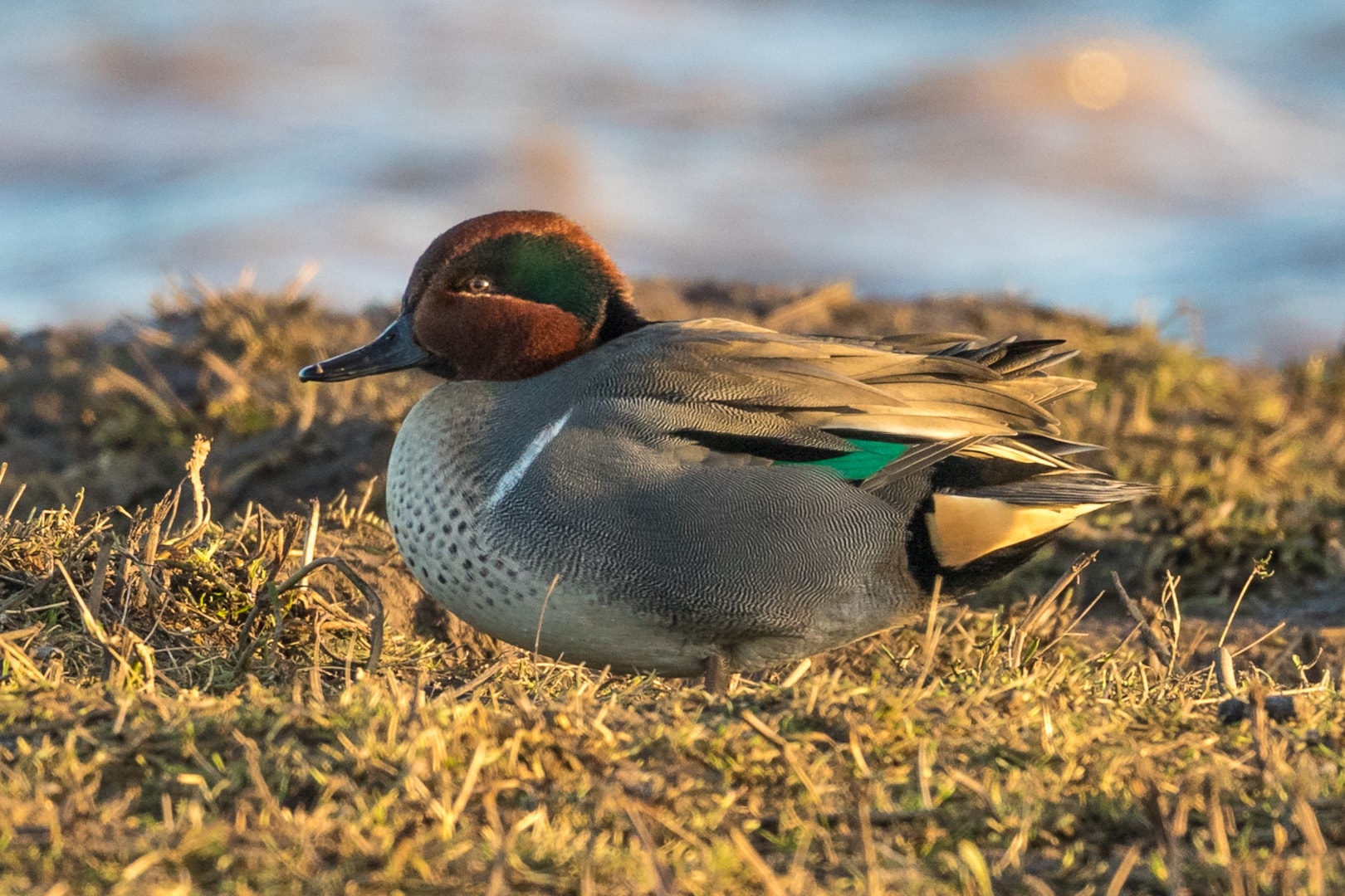Green-winged Teal by Ian Bollen - BirdGuides