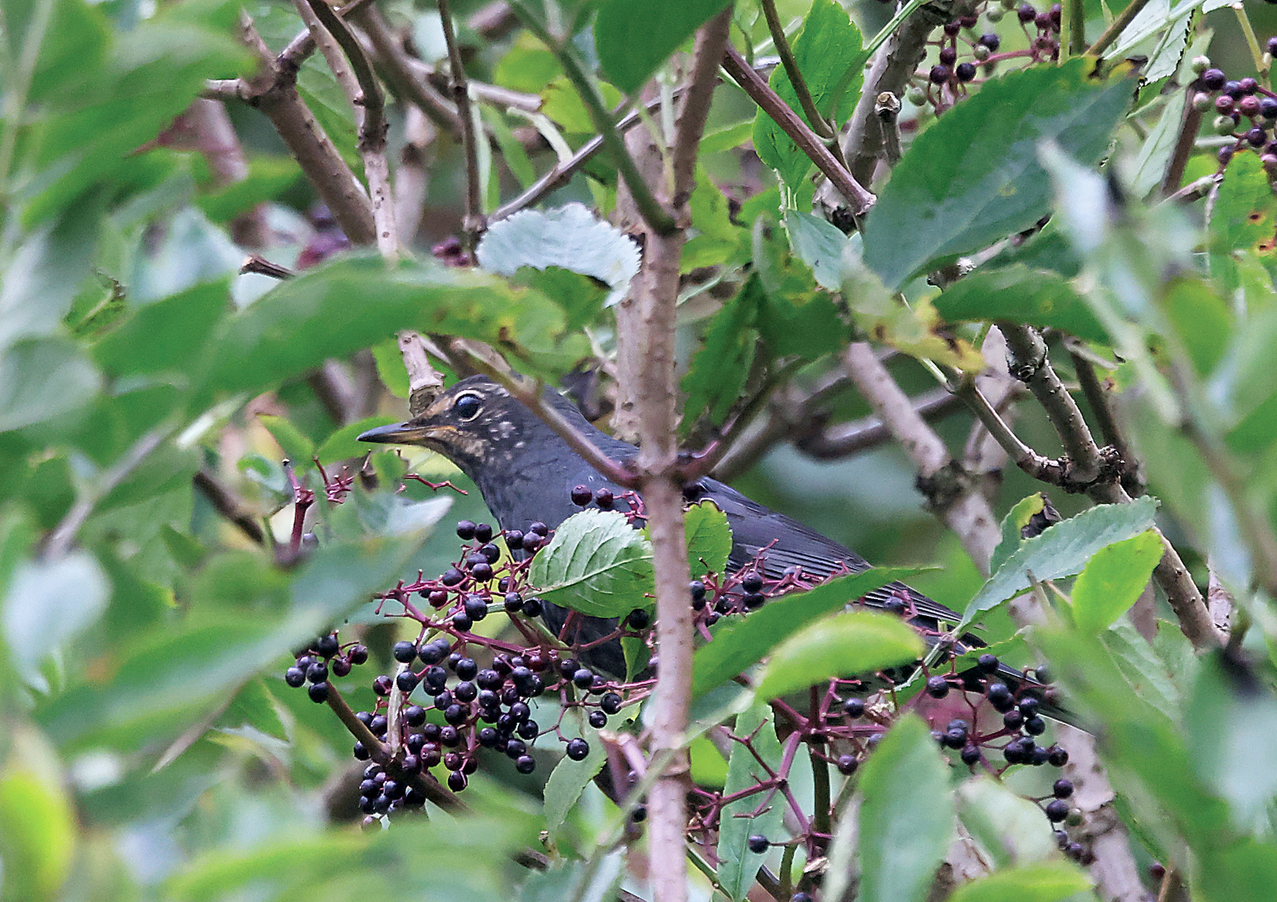 Siberian Thrush by Penny Clarke - BirdGuides
