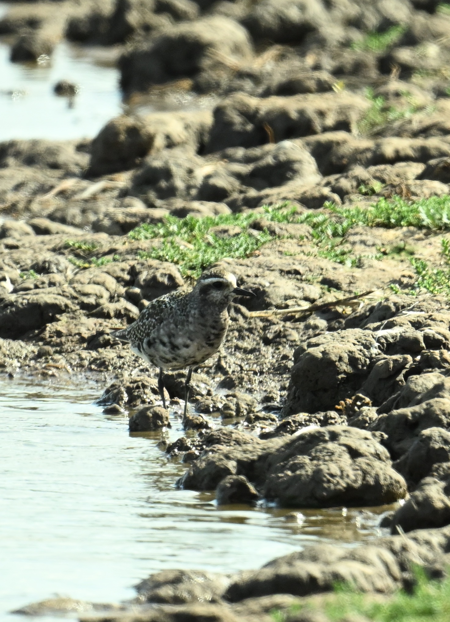 American Golden Plover by Roger Hackney - BirdGuides