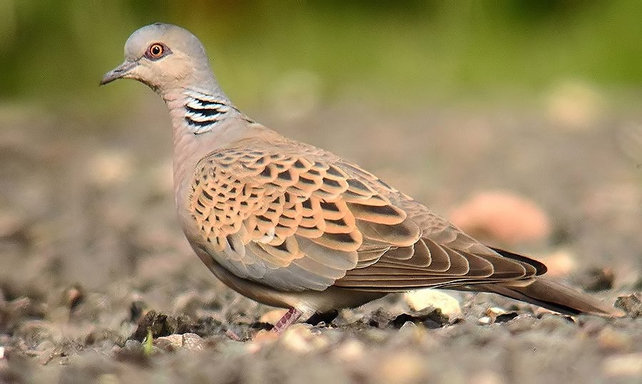 https://www.birdguides-cdn.com/cdn/gallery/birds/ANOTHERTURTLEDOVE17061816_filtered.jpg?&width=1000