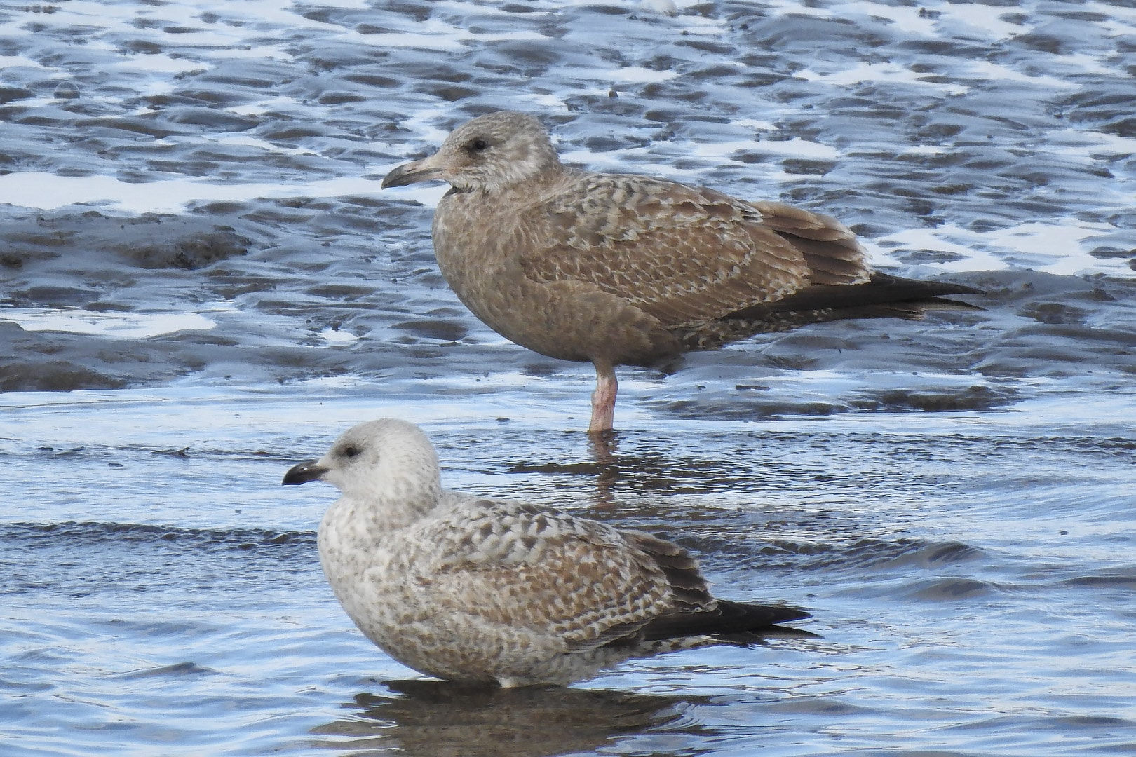 American Herring Gull by Seamus Feeney BirdGuides