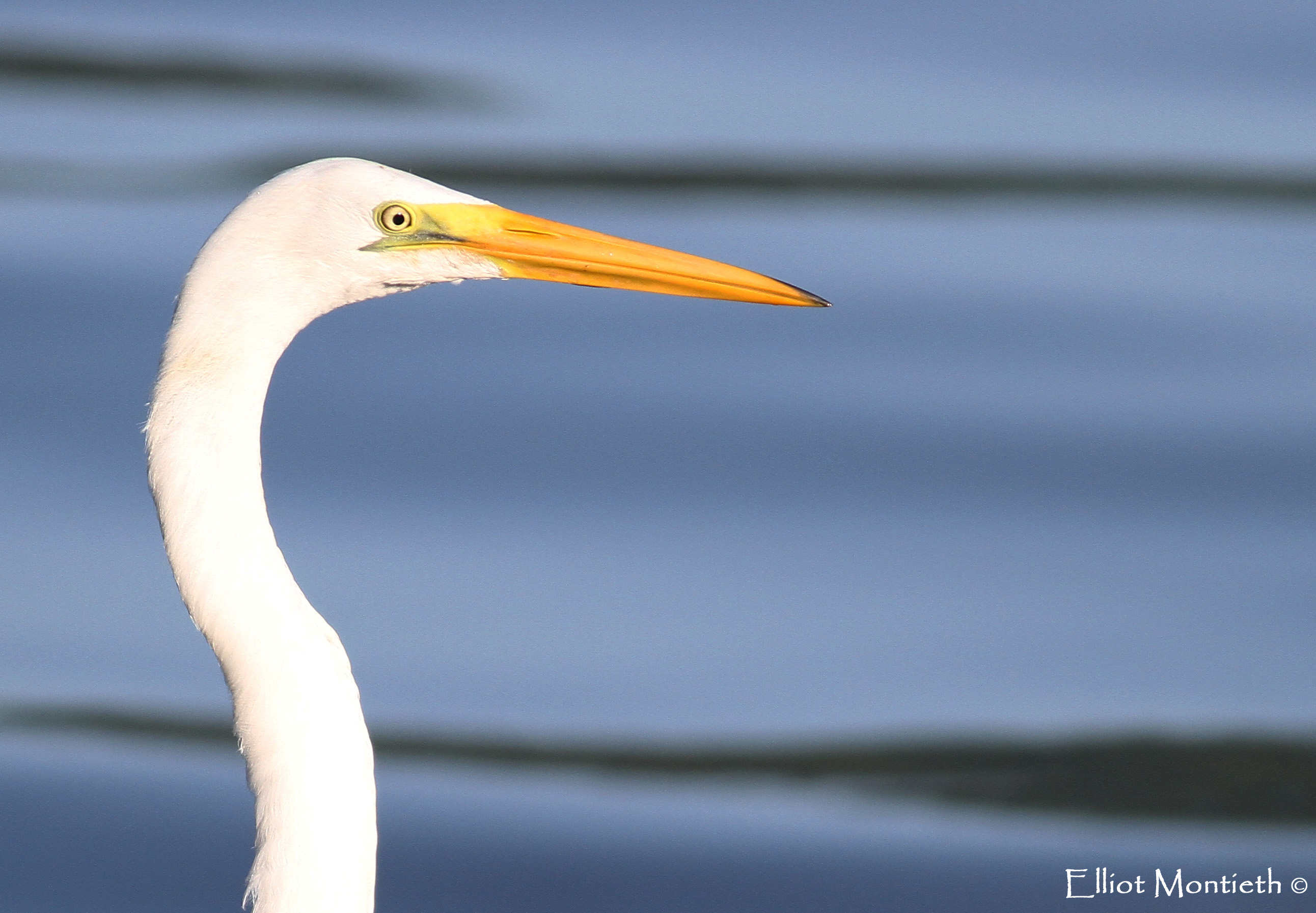 Details American Great Egret BirdGuides