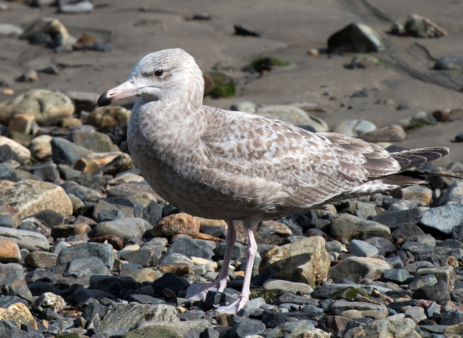American Herring Gull by Alex Mckechnie BirdGuides