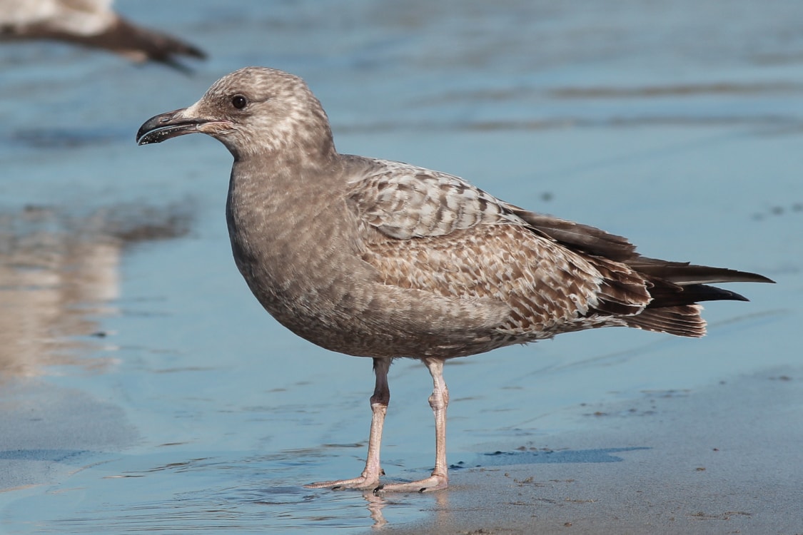 American Herring Gull by jeffrey copner BirdGuides