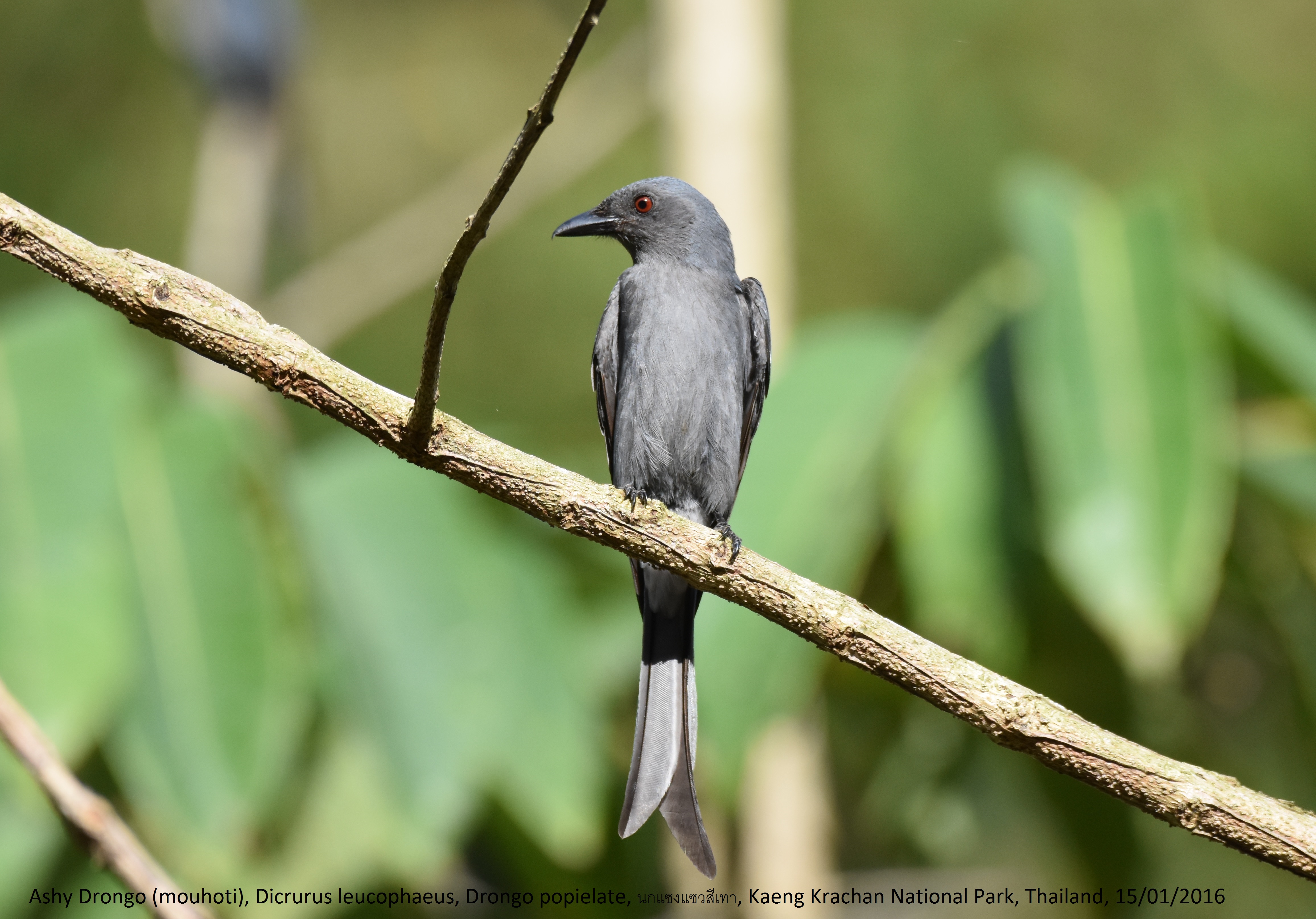 Details Ashy Drongo BirdGuides