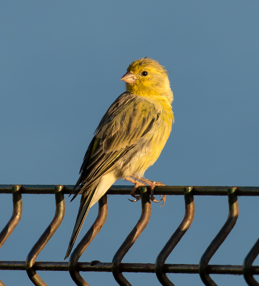 atlantic canary atlantic canary