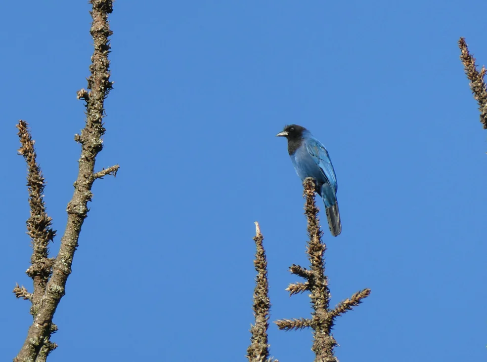 Azure Jay by Peter Aley - BirdGuides