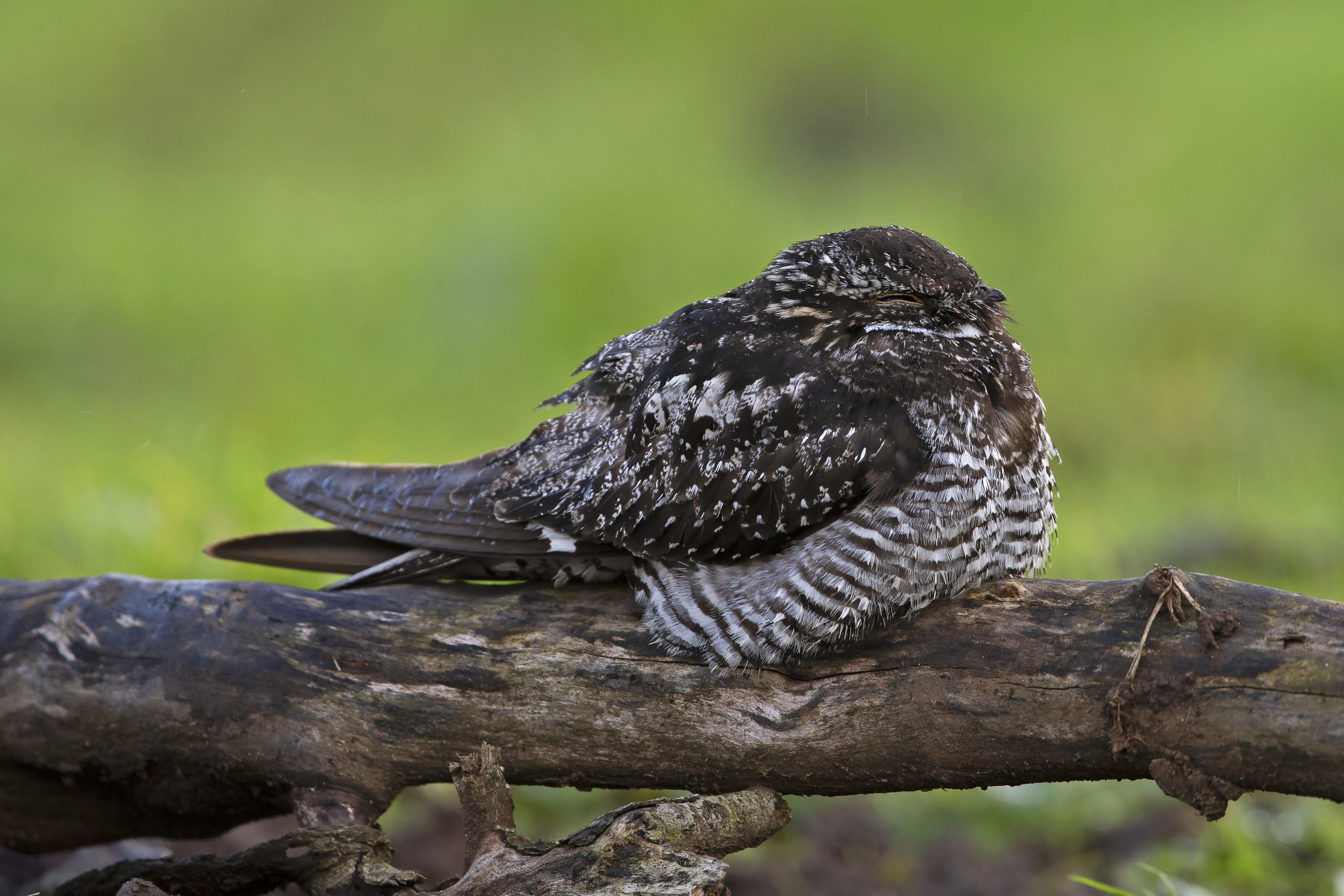 Details Common Nighthawk BirdGuides