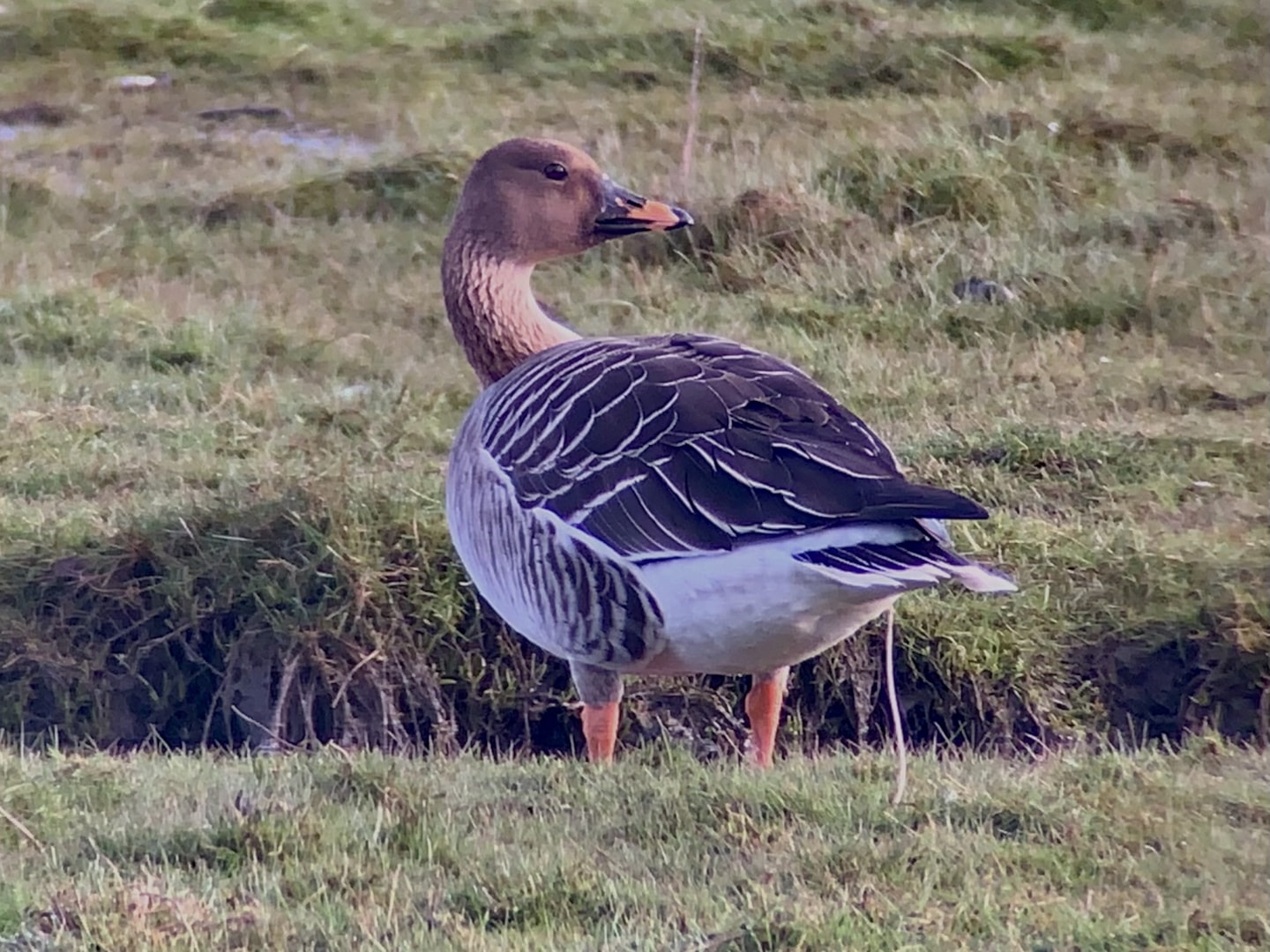 Tundra Bean Goose by Stuart Darbyshire BirdGuides