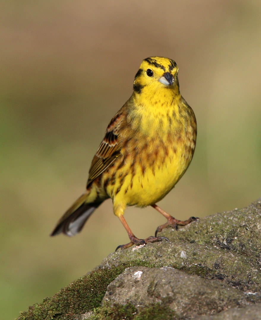 Yellow Hammer by Mary Wilde BirdGuides