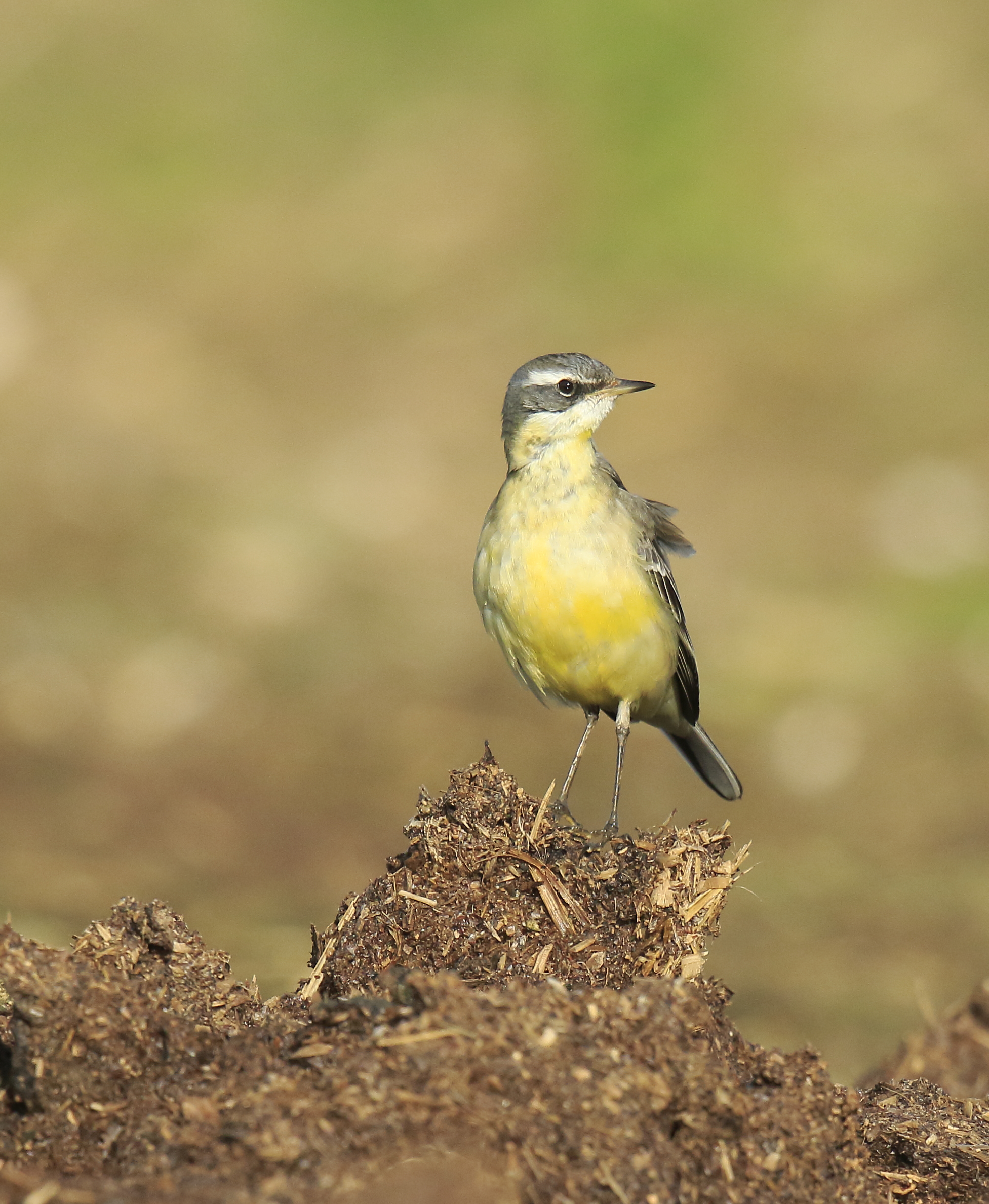 Details Eastern Yellow Wagtail BirdGuides