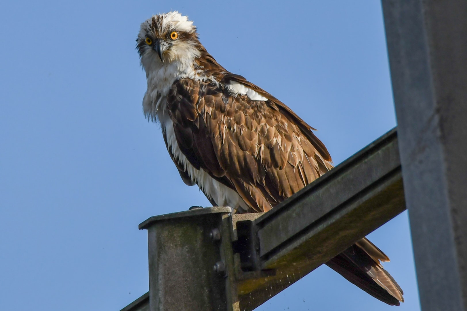 Western Osprey by Craig Smith BirdGuides
