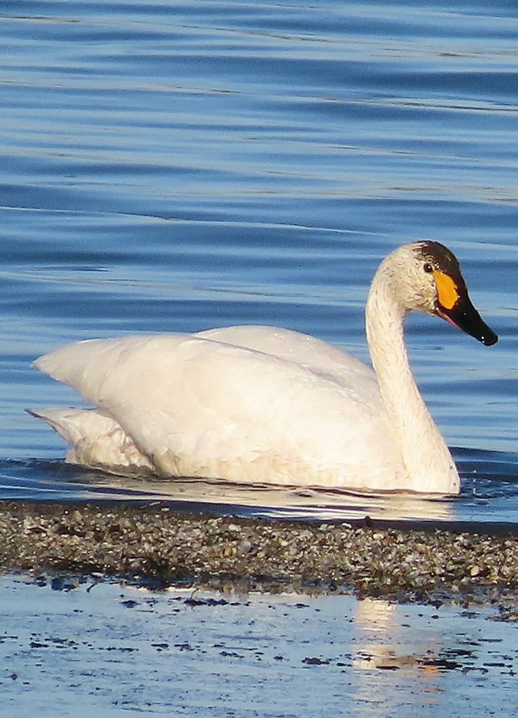 Bewick's Swan by Howard Butler - BirdGuides