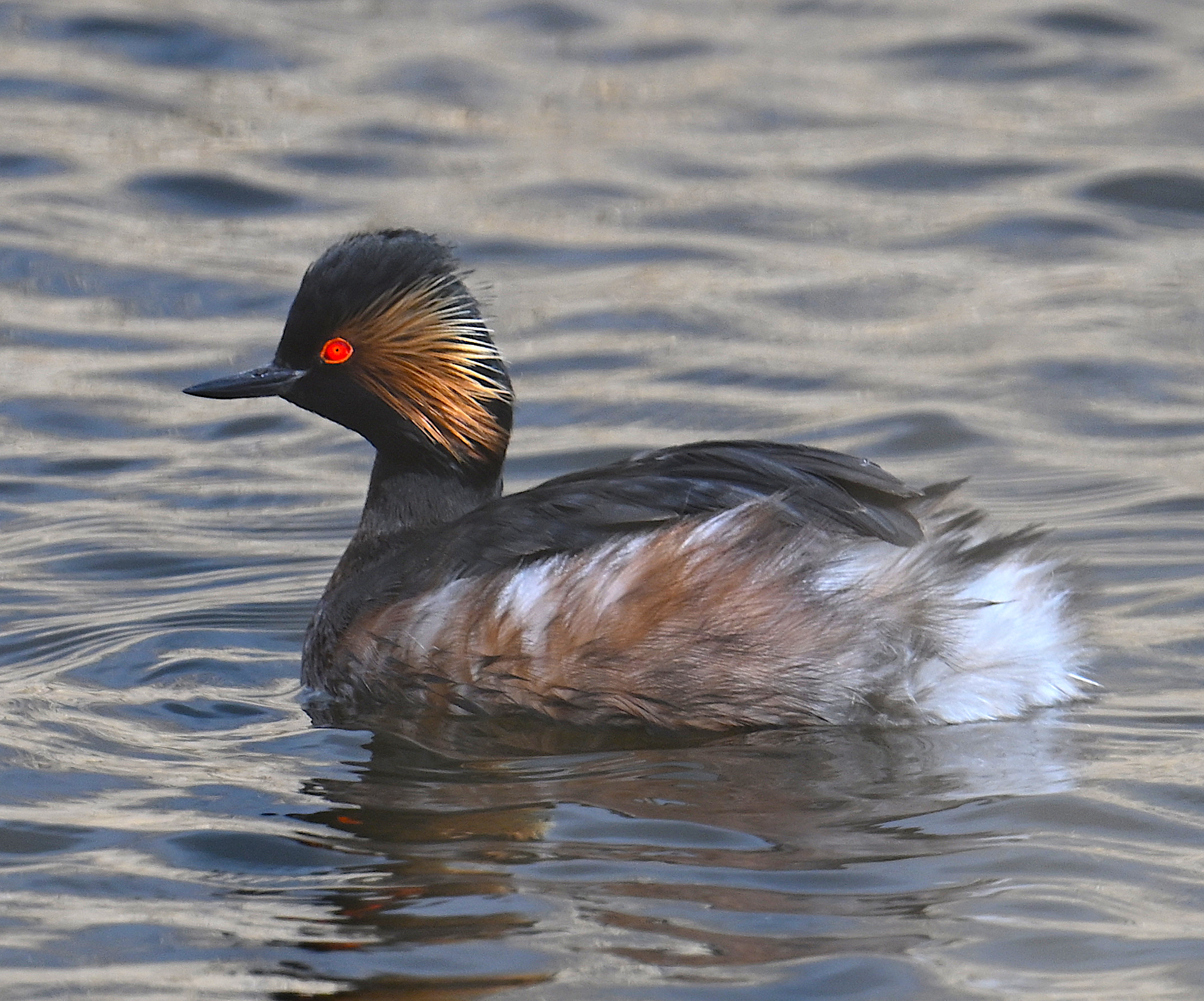 Black-necked Grebe by Roger Hackney - BirdGuides