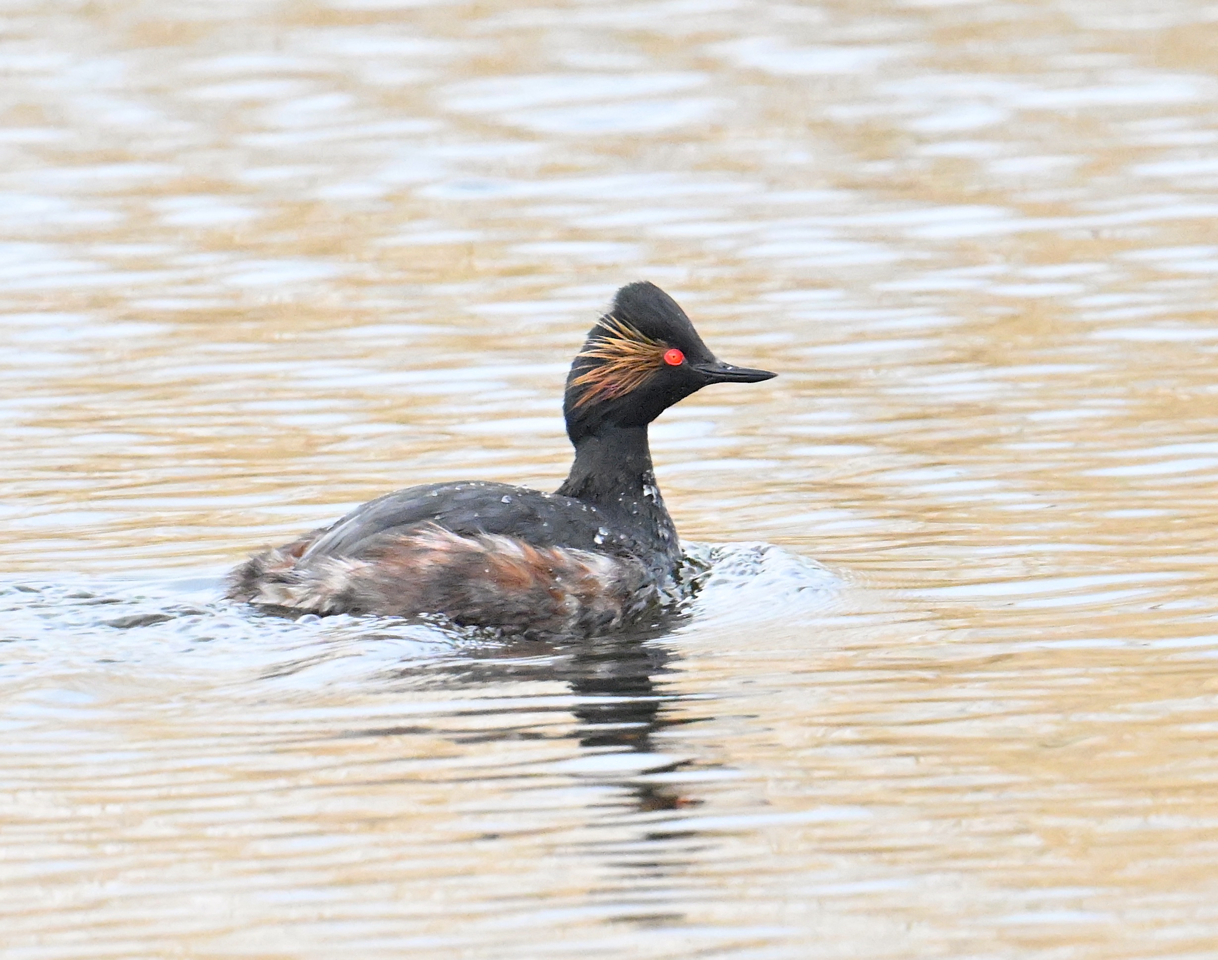 Black-necked Grebe by Roger Hackney - BirdGuides