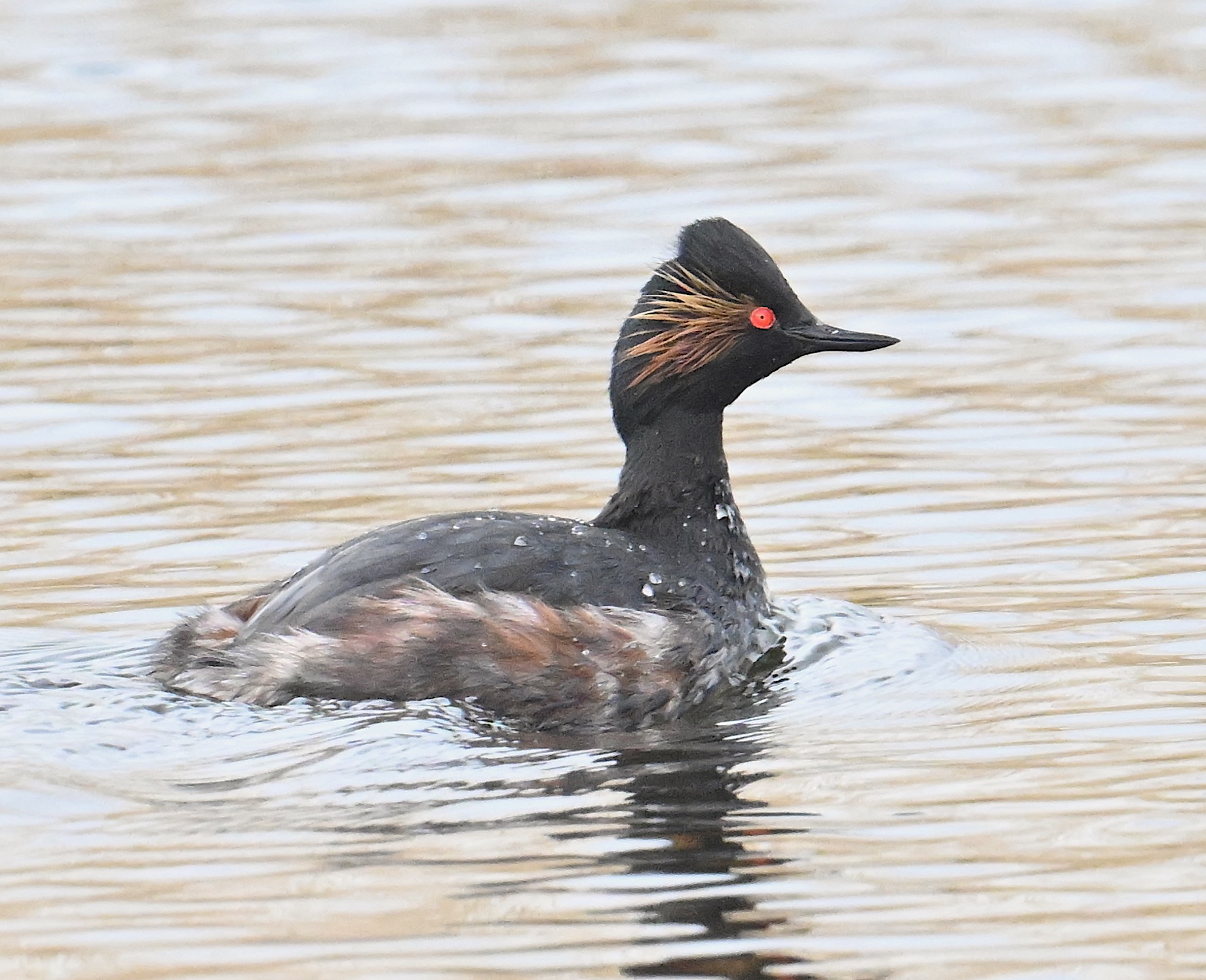 Black-necked Grebe by Roger Hackney - BirdGuides