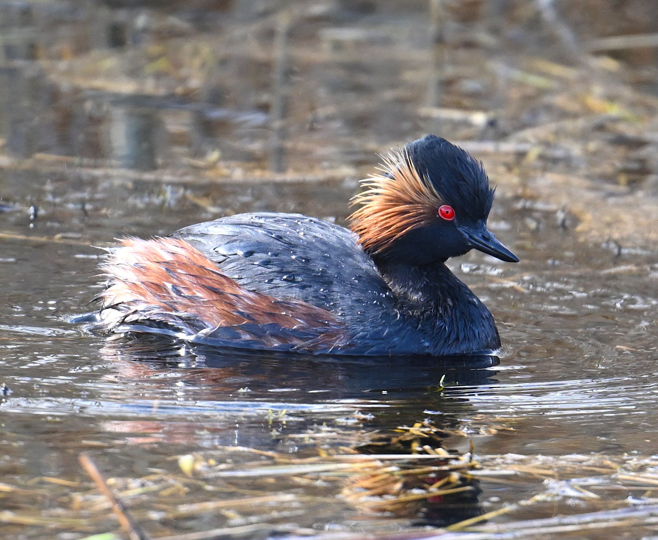 Black-necked Grebe by Roger Hackney - BirdGuides