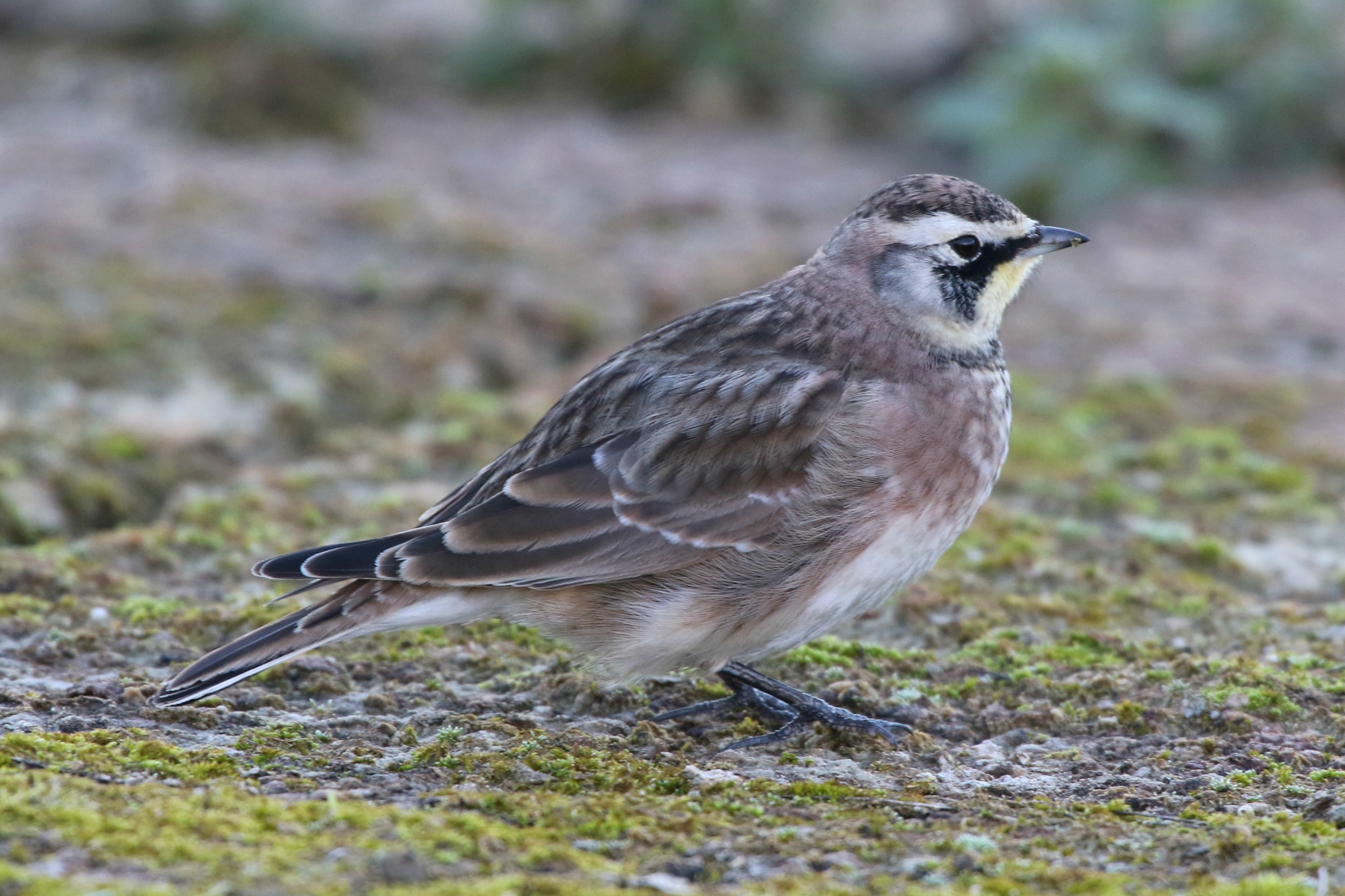 Details : American Horned Lark BirdGuides